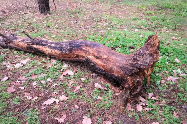 Polámaný Strom Lese Staré Stromy Přírodního Porostu Létě Zlomeným Dubem — Stock fotografie