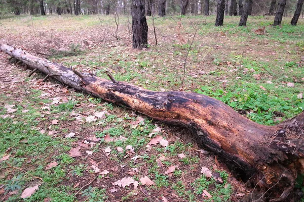 Rozbite Drzewo Lesie Stare Drzewa Naturalnego Stoiska Lecie Rozbitym Dębem — Zdjęcie stockowe