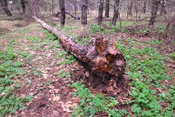 森林里被砍倒的树 夏天自然生长的老树 前景一片光明 破碎的树 — 图库照片
