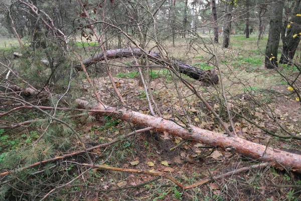 Arbre Brisé Dans Forêt Vieux Arbres Peuplement Naturel Été Avec — Photo
