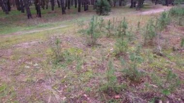 Küçük çamlar. Genç kozalaklı ağaçlar.