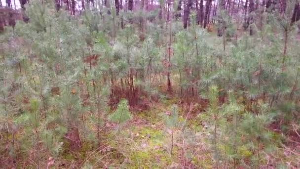 Pini Mici Copaci Tineri Conifere — Videoclip de stoc