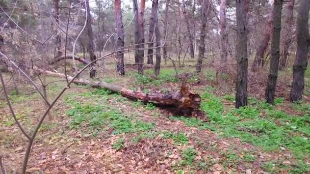 Umgestürzter Baum Wald Alte Bäume Der Natur Stehen Sommer Mit — Stockvideo