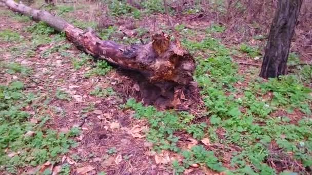 Trasigt Träd Skogen Gamla Träd Naturlig Stå Sommaren Med Trasig — Stockvideo