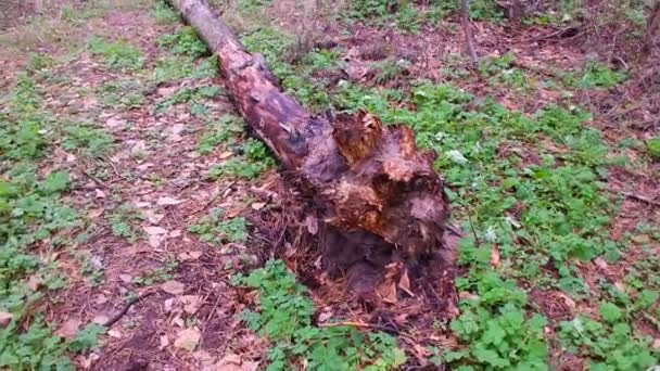 Polámaný Strom Lese Staré Stromy Přírodního Porostu Létě Zlomeným Dubem — Stock video