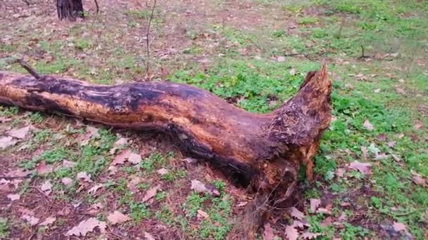 Rozbite Drzewo Lesie Stare Drzewa Naturalnego Stoiska Lecie Rozbitym Dębem — Wideo stockowe
