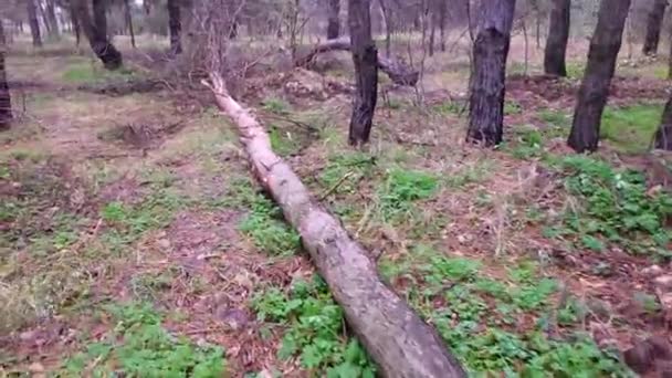 森の中の壊れた木 前景に壊れたオークの木がある夏には 自然の古い木が立つ 壊れた木 — ストック動画