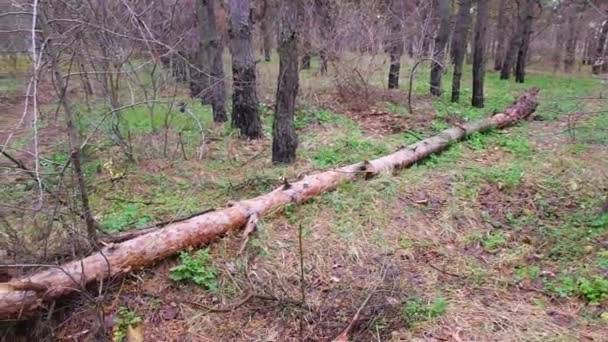 Gebroken Boom Het Bos Oude Bomen Van Natuurlijke Stand Zomer — Stockvideo