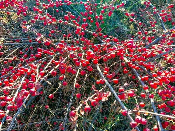 Bush Red Berries Barberry Red Barberry Berries Branch Thorns Rain — Stock Photo, Image