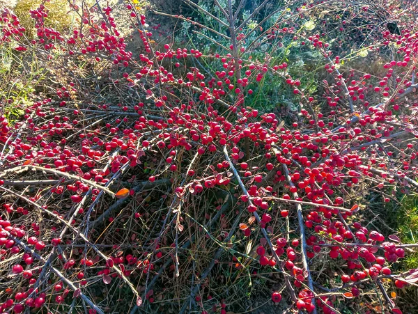 赤い果実の茂み バーバリー 雨の後 とげのある枝に赤い果実 バーバリー ブッシュを閉めろ 赤い果実の収穫 グルジア料理の原料 スパイス — ストック写真