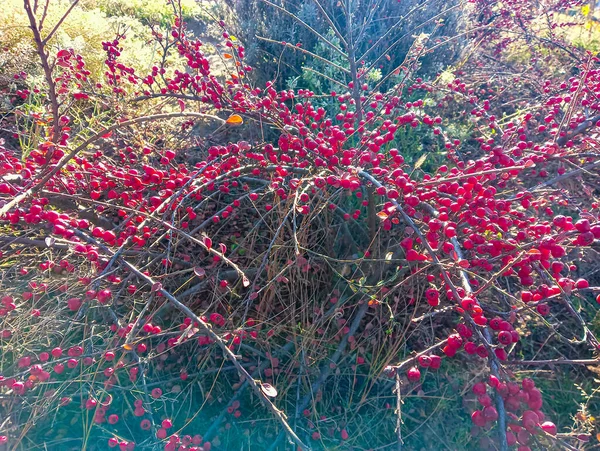 Bush Red Berries Barberry Red Barberry Berries Branch Thorns Rain — Stock Photo, Image