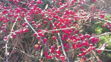 Kırmızı çilek çalısı. Böğürtlen Yağmurdan sonra dikenli bir dalda kırmızı böğürtlen. Böğürtlen çalılarını kapatın. Kırmızı böğürtlen hasadı. Gürcistan mutfağının bir malzemesi. Baharatlar.