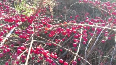 Kırmızı çilek çalısı. Böğürtlen Yağmurdan sonra dikenli bir dalda kırmızı böğürtlen. Böğürtlen çalılarını kapatın. Kırmızı böğürtlen hasadı. Gürcistan mutfağının bir malzemesi. Baharatlar.