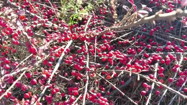 Semak Berry Merah Barberry Berry Merah Cabang Dengan Duri Setelah — Stok Video