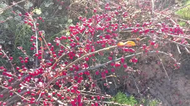 Semak Berry Merah Barberry Berry Merah Cabang Dengan Duri Setelah — Stok Video