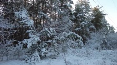 Kış ormanlarında yürüyüş. Kışın çam ormanı olan doğal manzara. Kış ormanında gün batımı. Yüksek çamlar ve kar. Beyaz kar ve gün batımı. Doğada dinlenmek. Uzun ağaçlar ve gün batımı. Gökyüzü ve orman. kış atmosferi.