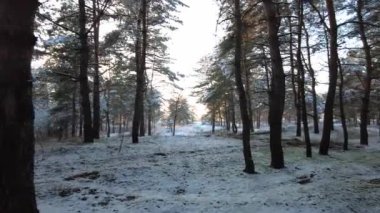 Kış ormanlarında yürüyüş. Kışın çam ormanı olan doğal manzara. Kış ormanında gün batımı. Yüksek çamlar ve kar. Beyaz kar ve gün batımı. Doğada dinlenmek. Uzun ağaçlar ve gün batımı. Gökyüzü ve orman. winte