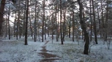 Kış ormanlarında yürüyüş. Kışın çam ormanı olan doğal manzara. Kış ormanında gün batımı. Yüksek çamlar ve kar. Beyaz kar ve gün batımı. Doğada dinlenmek. Uzun ağaçlar ve gün batımı. Gökyüzü ve orman. kış atmosferi.
