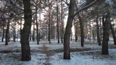 Kış ormanlarında yürüyüş. Kışın çam ormanı olan doğal manzara. Kış ormanında gün batımı. Yüksek çamlar ve kar. Beyaz kar ve gün batımı. Doğada dinlenmek. Uzun ağaçlar ve gün batımı. Gökyüzü ve orman. kış atmosferi.