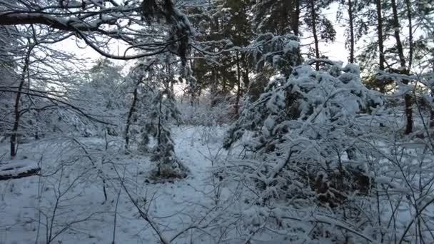 Procházka Zimním Lese Přírodní Krajina Borovým Lesem Zimě Západ Slunce — Stock video