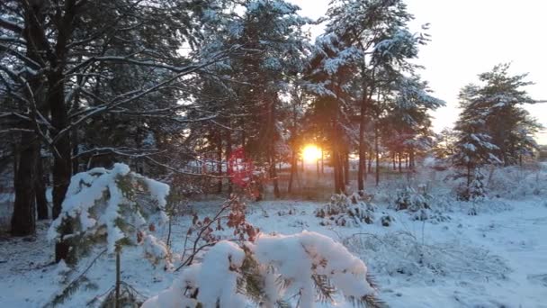 Caminhar Floresta Inverno Paisagem Natural Com Pinhal Inverno Por Sol — Vídeo de Stock