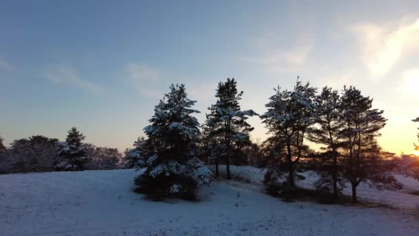 走在冬天的森林里 冬季有松林的自然景观 冬天森林里的落日 高大的松树和雪 白雪和落日 在大自然中休息 高大的树木和日落 天空和森林 — 图库视频影像