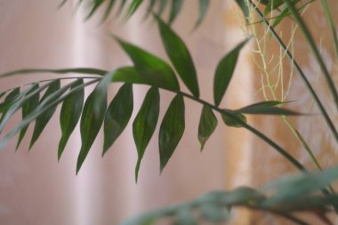 arkaplan, bitki, iç mekan, tasarım, yaprak, oda, ev, duvar, boşluk, botanik, beyaz, ev ofisi, doğal, dekoratif, ışık, ekoloji, modern, dekor, yeşil, doğa, yaşam tarzı, taze, palmiye ağacı, doku, tropikal, eko, büyüyen, mobilya