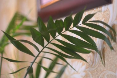 arkaplan, bitki, iç mekan, tasarım, yaprak, oda, ev, duvar, boşluk, botanik, beyaz, ev ofisi, doğal, dekoratif, ışık, ekoloji, modern, dekor, yeşil, doğa, yaşam tarzı, taze, palmiye ağacı, doku, tropikal, eko, büyüyen, mobilya