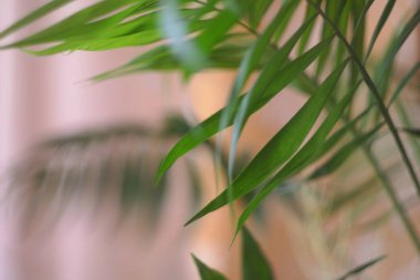 arkaplan, bitki, iç mekan, tasarım, yaprak, oda, ev, duvar, boşluk, botanik, beyaz, ev ofisi, doğal, dekoratif, ışık, ekoloji, modern, dekor, yeşil, doğa, yaşam tarzı, taze, palmiye ağacı, doku, tropikal, eko, büyüyen, mobilya