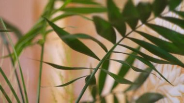 arkaplan, bitki, iç mekan, tasarım, yaprak, oda, ev, duvar, boşluk, botanik, beyaz, ev ofisi, doğal, dekoratif, ışık, ekoloji, modern, dekor, yeşil, doğa, yaşam tarzı, taze, palmiye ağacı, doku, tropikal, eko, büyüyen, mobilya