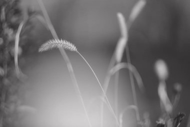 Kuru ot. Kurumuş çiçekler. Kışın çimenler ve çiçekler. Siyah ve beyaz. Bulanık arkaplan.