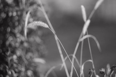 Kuru ot. Kurumuş çiçekler. Kışın çimenler ve çiçekler. Siyah ve beyaz. Bulanık arkaplan.
