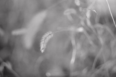 Kuru ot. Kurumuş çiçekler. Kışın çimenler ve çiçekler. Siyah ve beyaz. Bulanık arkaplan.