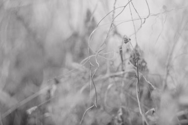 Kuru ot. Kurumuş çiçekler. Kışın çimenler ve çiçekler. Siyah ve beyaz. Bulanık arkaplan.