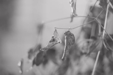 Kuru ot. Kurumuş çiçekler. Kışın çimenler ve çiçekler. Siyah ve beyaz. Bulanık arkaplan.