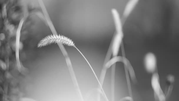 Dry Grass Dried Flowers Grass Flowers Winter Black White Blurred — Stock Video