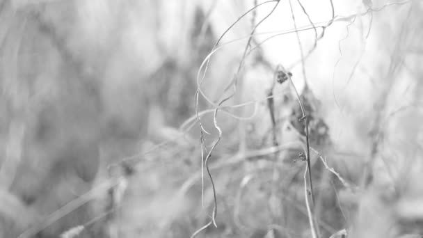 Dry Grass Dried Flowers Grass Flowers Winter Black White Blurred — Stock Video