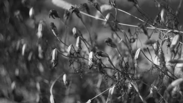 Dry Grass Dried Flowers Grass Flowers Winter Black White Blurred — Video