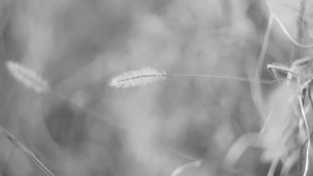 冬天的草和花 黑人和白人 模糊的背景 — 图库视频影像