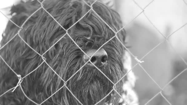 大きな黒い犬 フューリー ドッグ ブラック テリア 黒と白だ 犬の鼻 大きな黒い鼻 — ストック動画