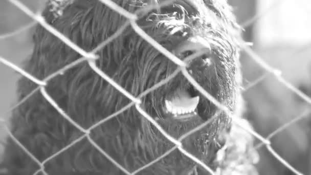 大きな黒い犬 フューリー ドッグ ブラック テリア 黒と白だ 犬の鼻 大きな黒い鼻 — ストック動画