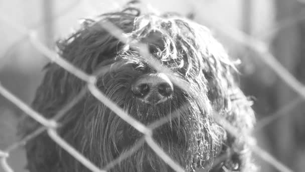 Big Black Dog Furry Dog Black Terrier Black White Dog — Vídeo de stock