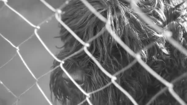 Великий Чорний Собака Пухнастий Собака Чорний Тер Чорно Білий Собачий — стокове відео
