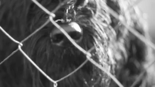 Grote Zwarte Hond Harige Hond Zwarte Terriër Zwart Wit Hondenneus — Stockvideo