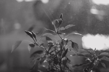 Pencere pervazında bitki var. Pencerede çiçek var. Kavanozda biber. siyah ve beyaz.