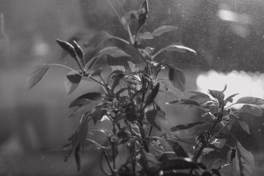 Pencere pervazında bitki var. Pencerede çiçek var. Kavanozda biber. siyah ve beyaz.