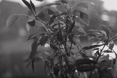 Pencere pervazında bitki var. Pencerede çiçek var. Kavanozda biber. siyah ve beyaz.