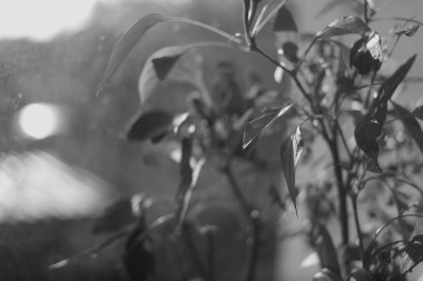 Pencere pervazında bitki var. Pencerede çiçek var. Kavanozda biber. siyah ve beyaz.