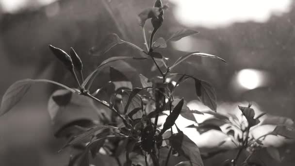 窓辺の植物だ 窓の花だ 鍋に唐辛子 黒と白 — ストック動画
