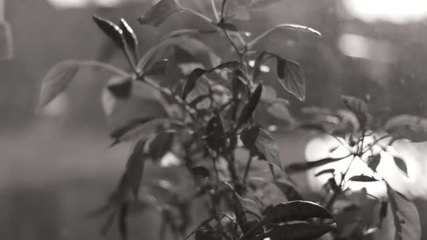 Φυτό Στο Περβάζι Του Παραθύρου Λουλούδι Στο Παράθυρο Πιπέρι Μια — Αρχείο Βίντεο
